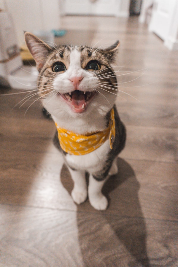 怀孕猫咪早期照片