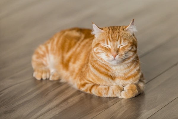 小猫生殖器区域特写，展示公母差异